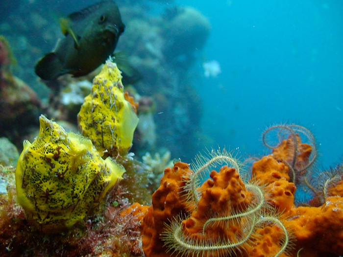 the manta resort color coral