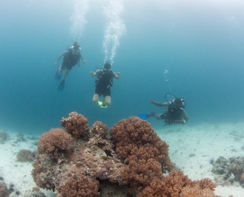 diving on pemba island the manta resort