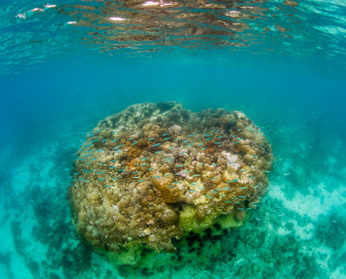 diving on pemba island the manta resort