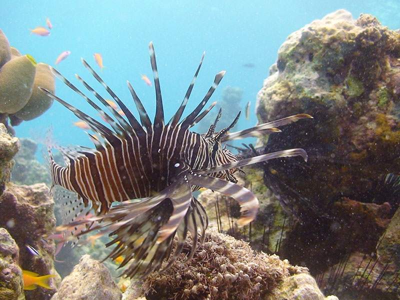 diving on pemba island the manta resort