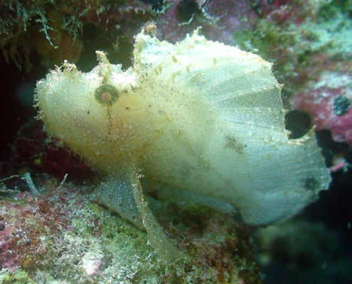 diving on pemba island the manta resort
