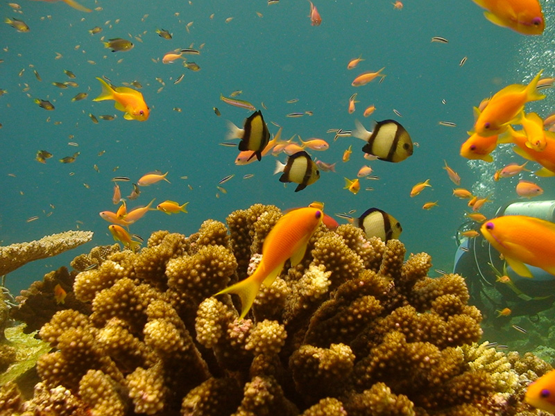 diving on pemba island the manta resort